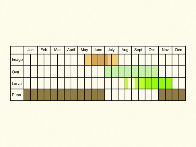  Life stages table Copyright Martin Evans 