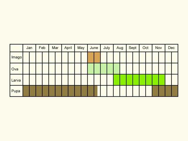  Life stages table Copyright Martin Evans 