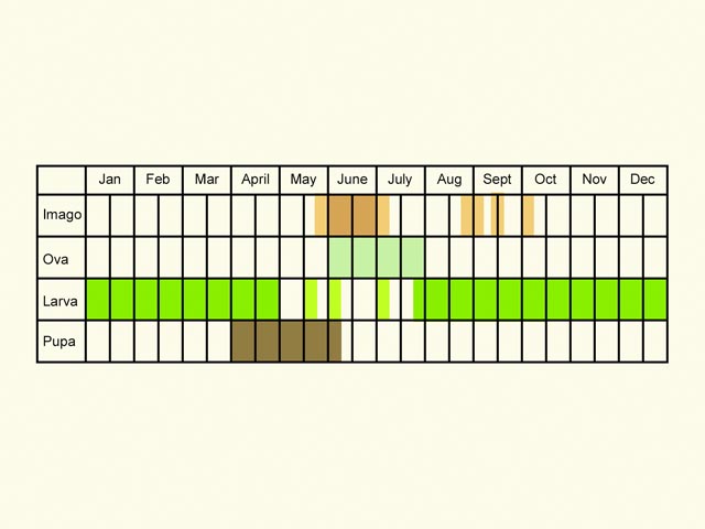  Life stages table Copyright Martin Evans 