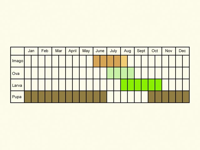  Life stages table Copyright Martin Evans 