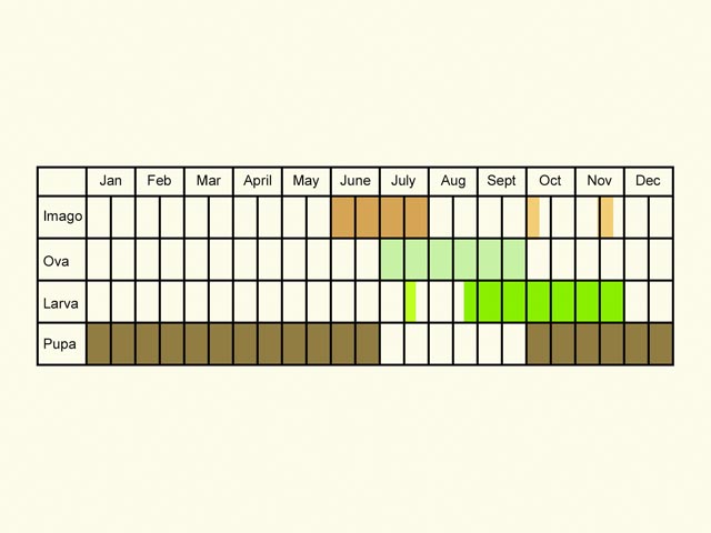  Life stages table Copyright Martin Evans 