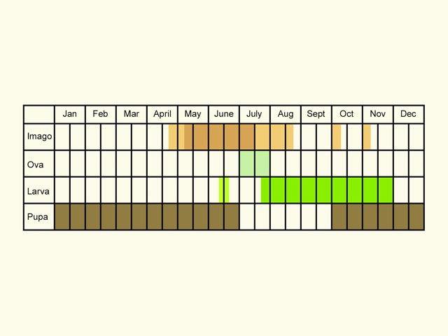 Life stages table Copyright Martin Evans 