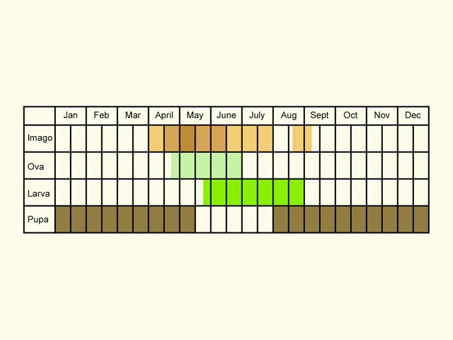  Life stages table Copyright Martin Evans 