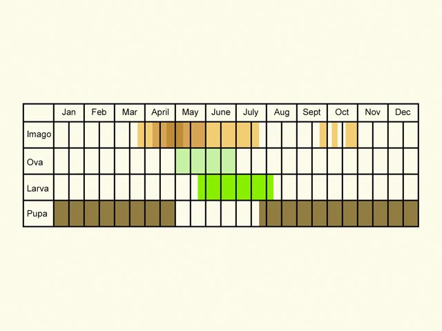  Life stages table Copyright Martin Evans 