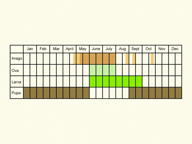  Life stages table Copyright Martin Evans 