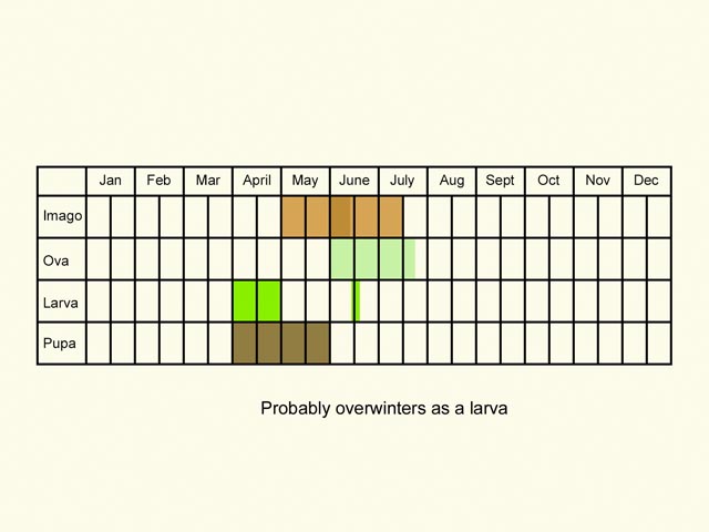  Life stages table Copyright Martin Evans 