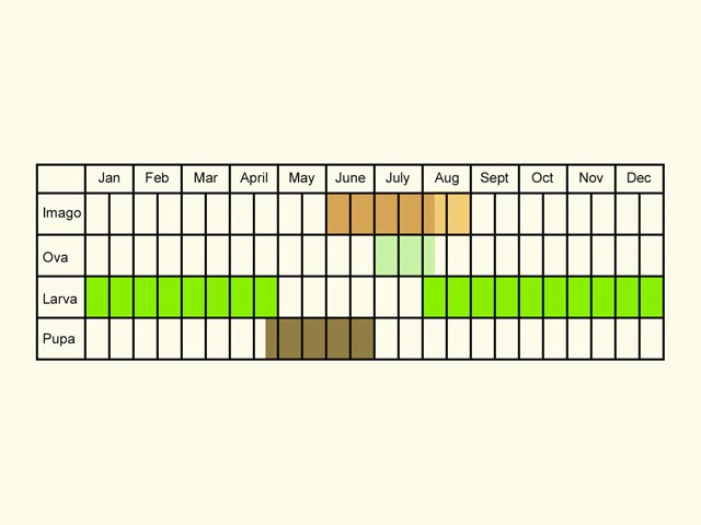  Life stages table Copyright Martin Evans 