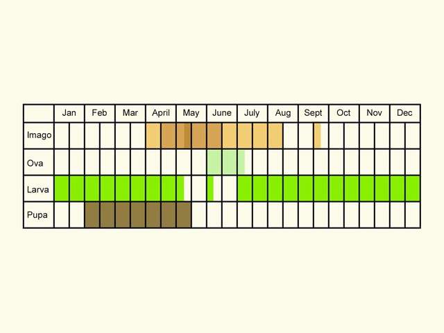  Life stages table Copyright Martin Evans 