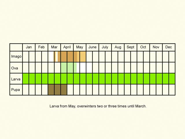  Life stages table Copyright Martin Evans 