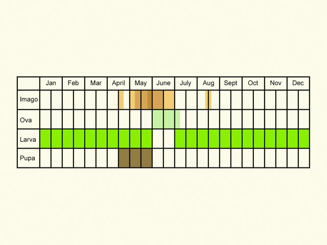  Life stages table Copyright Martin Evans 