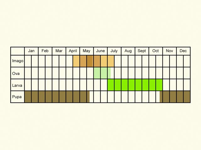  Life stages table Copyright Martin Evans 