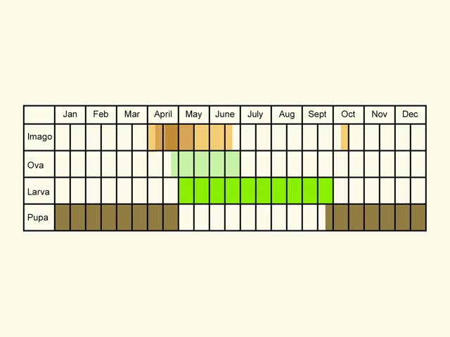  Life stages table Copyright Martin Evans 