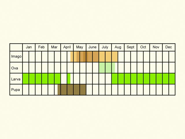 Life stages table Copyright Martin Evans 