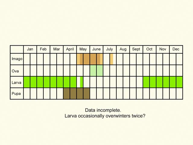  Life stages table Copyright Martin Evans 