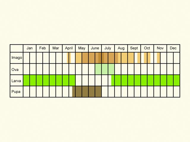  Life stages table Copyright Martin Evans 