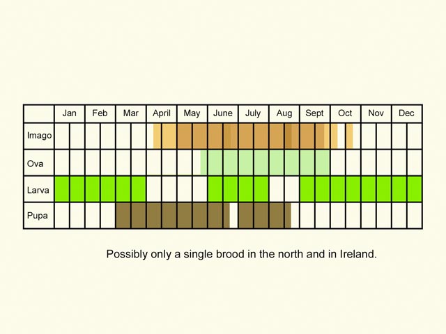  Life stages table Copyright Martin Evans 