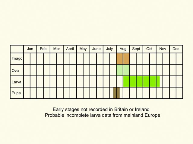  Life stages table Copyright Martin Evans 