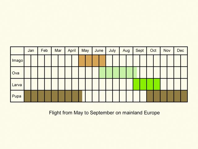  Life stages table Copyright Martin Evans 