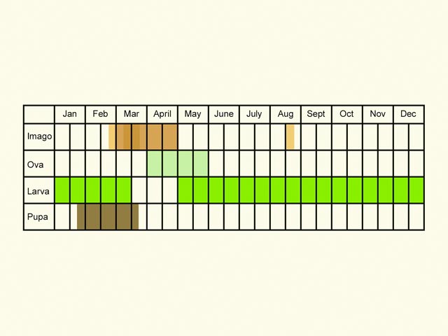  Life stages table Copyright Martin Evans 