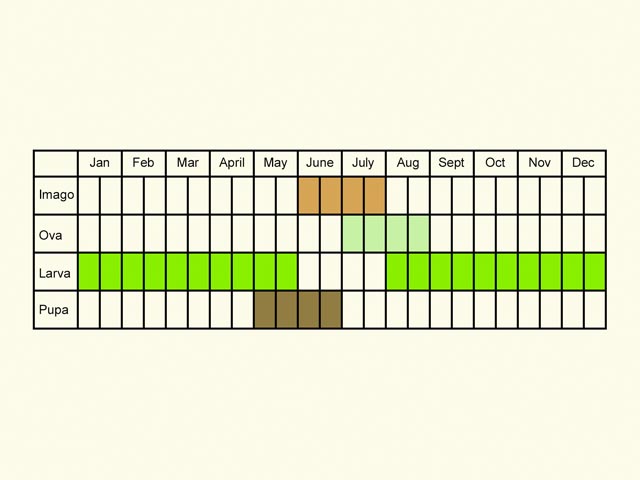  Life stages table Copyright Martin Evans 