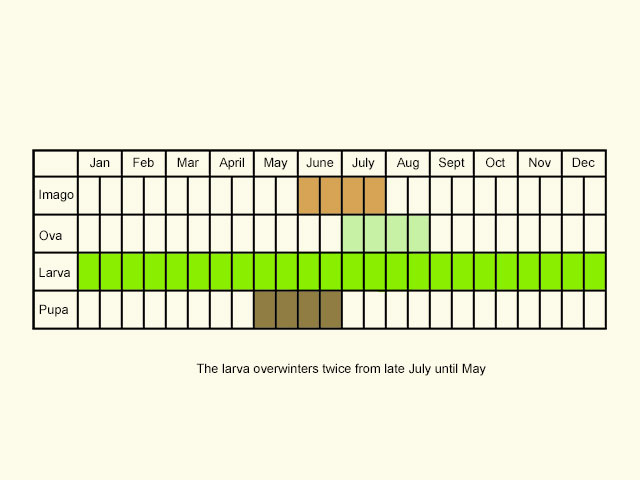  Life stages table Copyright Martin Evans 