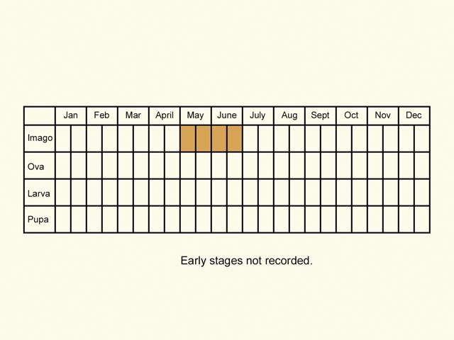  Life stages table Copyright Martin Evans 