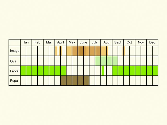  Life stages table Copyright Martin Evans 
