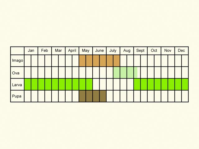  Life stages table Copyright Martin Evans 