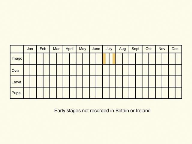  Life stages table Copyright Martin Evans 