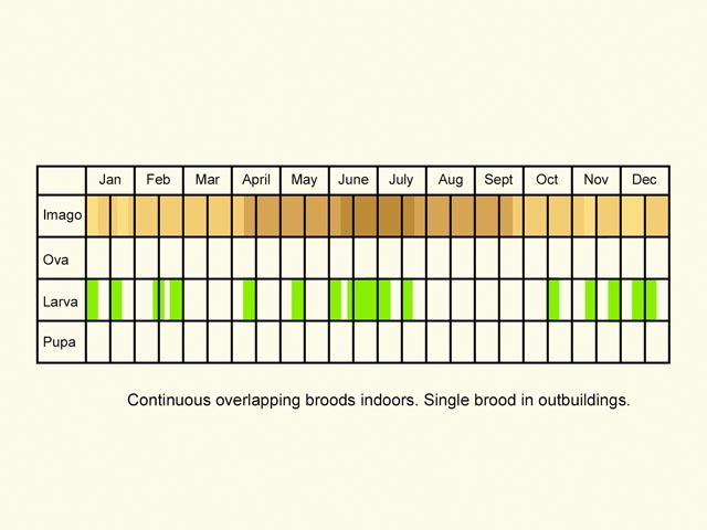  Life stages table Copyright Martin Evans 
