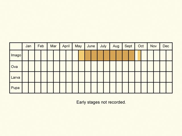  Life stages table Copyright Martin Evans 