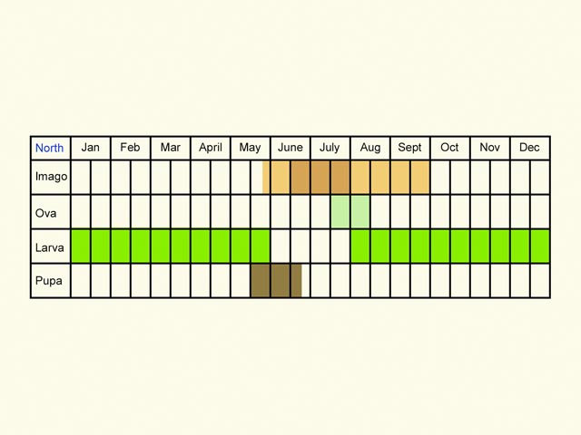  Life stages table Copyright Martin Evans 