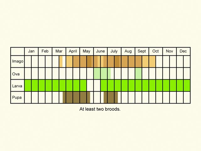  Life stages table Copyright Martin Evans 