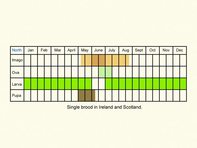  Life stages table north Copyright Martin Evans 