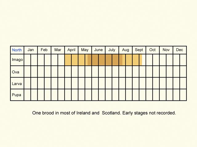  Life stages tableorth  Copyright Martin Evans 