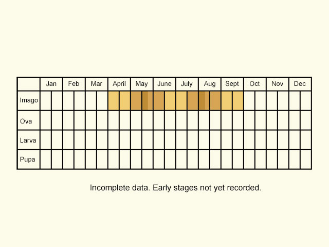  Life stages table Copyright Martin Evans 
