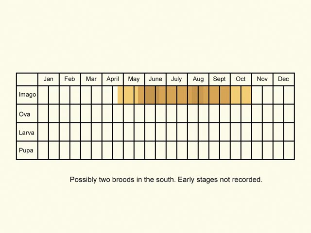  Life stages table Copyright Martin Evans 