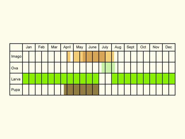  Life stages table Copyright Martin Evans 