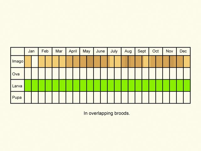  Life stages table Copyright Martin Evans 