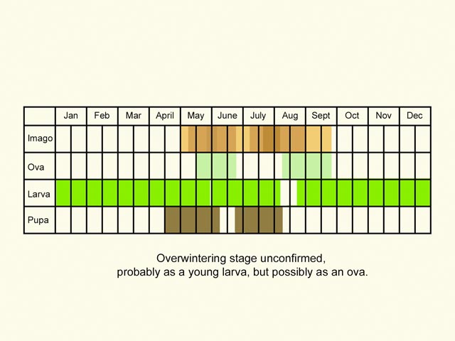  Life stages table Copyright Martin Evans 