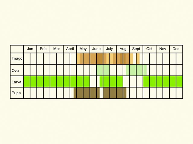  Life stages table Copyright Martin Evans 