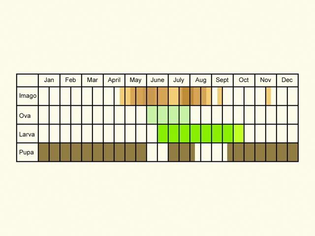  Life stages table Copyright Martin Evans 
