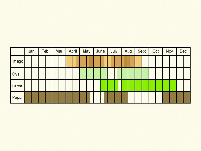  Life stages table Copyright Martin Evans 
