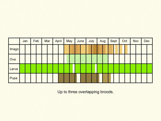  Life stages table Copyright Martin Evans 