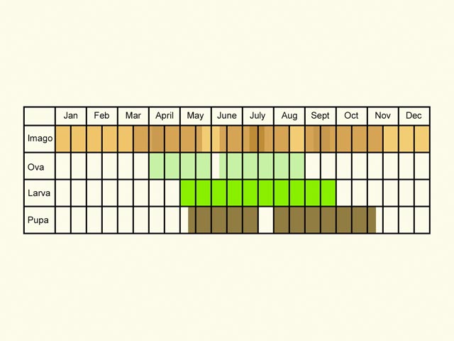  Life stages table Copyright Martin Evans 