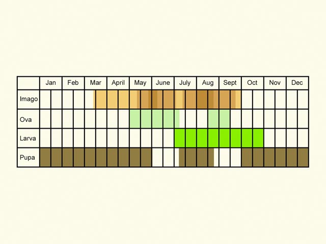  Life stages table Copyright Martin Evans 