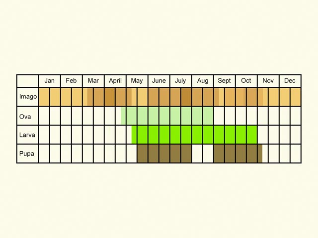  Life stages table Copyright Martin Evans 