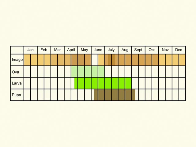 Life stages table Copyright Martin Evans 