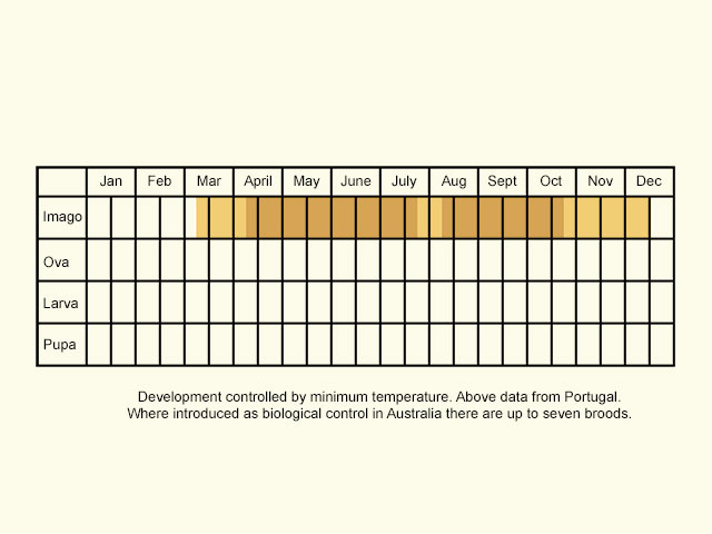  Life stages table Portugal Copyright Martin Evans 