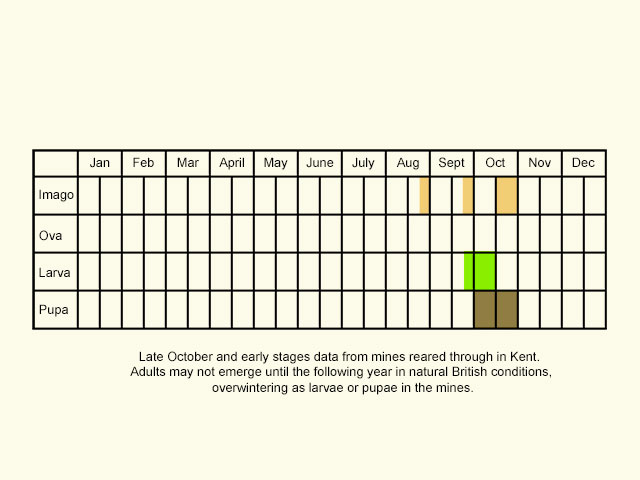  Life stages table Copyright Martin Evans 